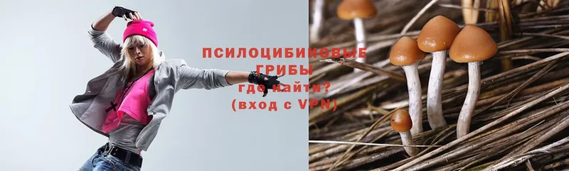 Псилоцибиновые грибы Psilocybe  купить   Муром 